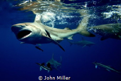 Oceanic Black Tip on a Snorkel dive by John Miller 